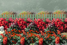 Garden design:Coral beauty