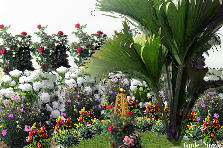Garden design:the color of summer