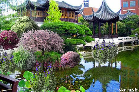 Garden design:The little pond  - Summer