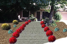 front yard - Autumn