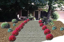 front yard - Summer
