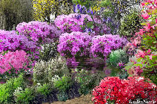 Garden design: Garden design:PURPLE LAKE