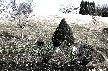 Garden design:back garden (bluestone starter garden)