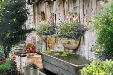 Garden design: Garden design:Old Water Trough Garden