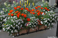 Garden design:Kitchen window