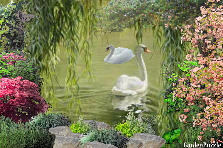 Garden design:two swans